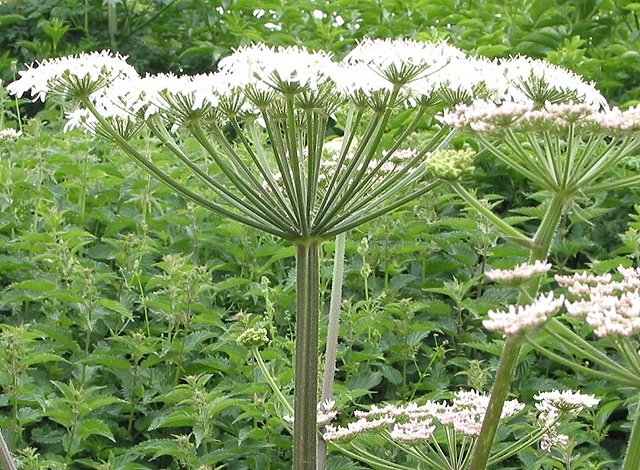 Angelica flower. The root of this plant is commonly dried and powdered to flavour many gins.