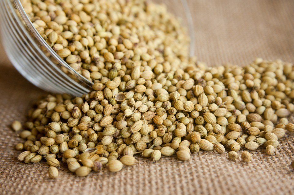 Coriander seeds. Packed full of spicy aromatic essential oils.